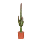 Carica l'immagine nel visualizzatore Galleria, Euphorbia trigona 'Rubra' - Ø17cm - ↕70cm