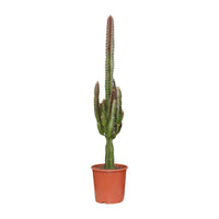 Euphorbia trigona 'Rubra' - Ø17cm - ↕70cm