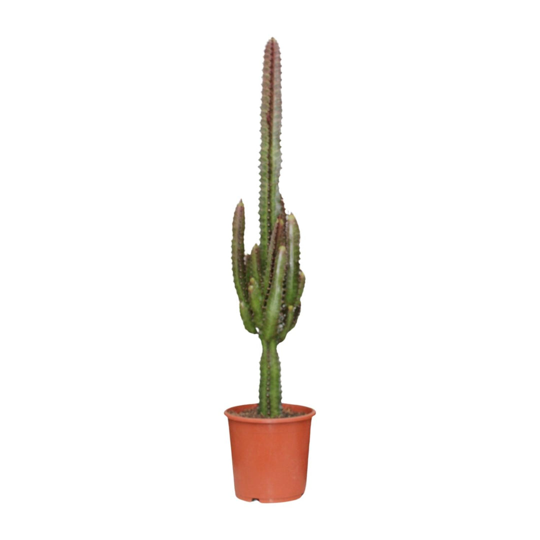 Euphorbia trigona 'Rubra' - Ø17cm - ↕70cm