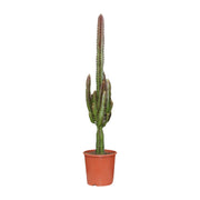 Euphorbia trigona 'Rubra' - Ø17cm - ↕70cm