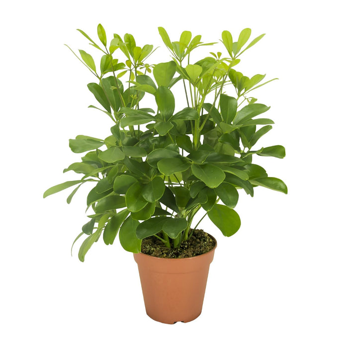 Schefflera compacta ‘Nora’ - Ø13cm - ↕35cm