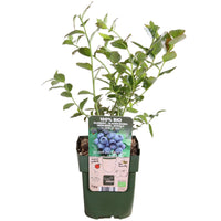 Vaccinium corymbosum 'Reka' - Ø13cm - ↕45cm