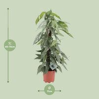 Epipremnum pinnatum 'Cebu Blue' - Ø17cm - ↕65cm