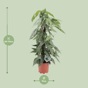 Epipremnum pinnatum 'Cebu Blue' - Ø17cm - ↕65cm