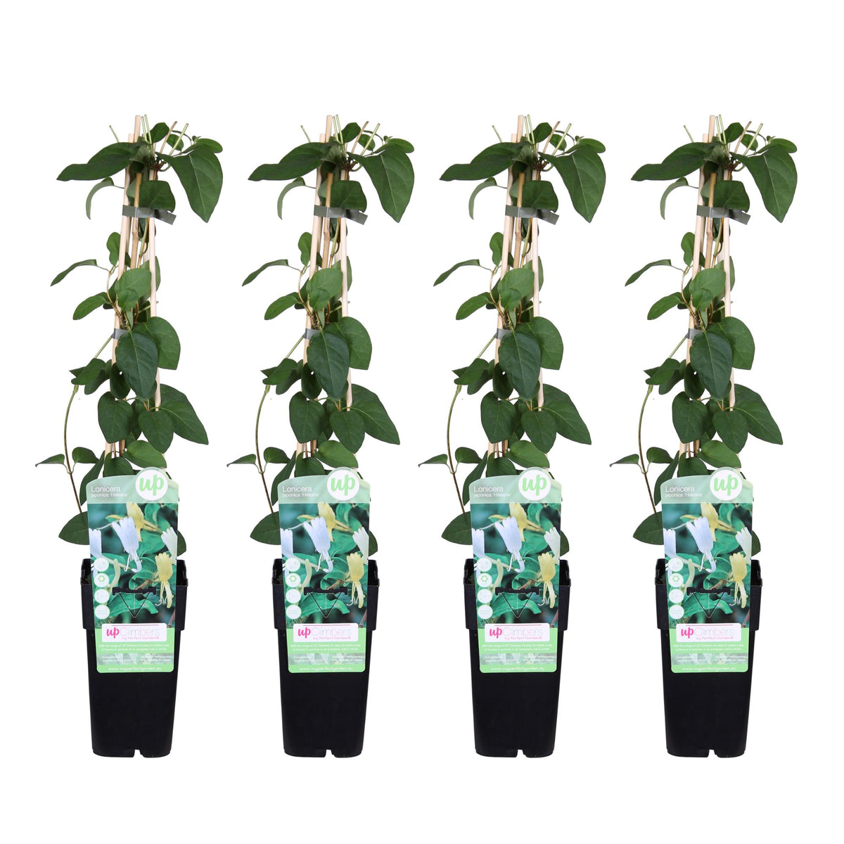 Lonicera japonica 'Halliana' - 4 piante - Ø15cm ↨65cm