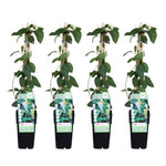 Load image into Gallery viewer, Lonicera japonica &#39;Halliana&#39; - 4 pieces - ↨65cm - Ø15
