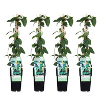 Lonicera japonica 'Halliana' - 4 piante - Ø15cm ↨65cm