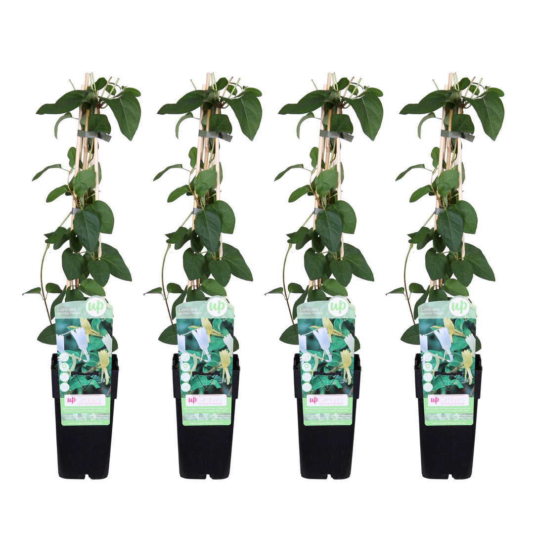 Lonicera japonica 'Halliana' - 4 pieces - ↨65cm - Ø15