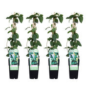 Lonicera japonica 'Halliana' - 4 pieces - ↨65cm - Ø15
