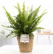 Nephrolepis exaltata 'Green Lady' In P&PURE Basket - Ø12cm - ↕35cm