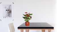 Anthurium andraeanum 'Calon' - Ø12cm - ↕35cm