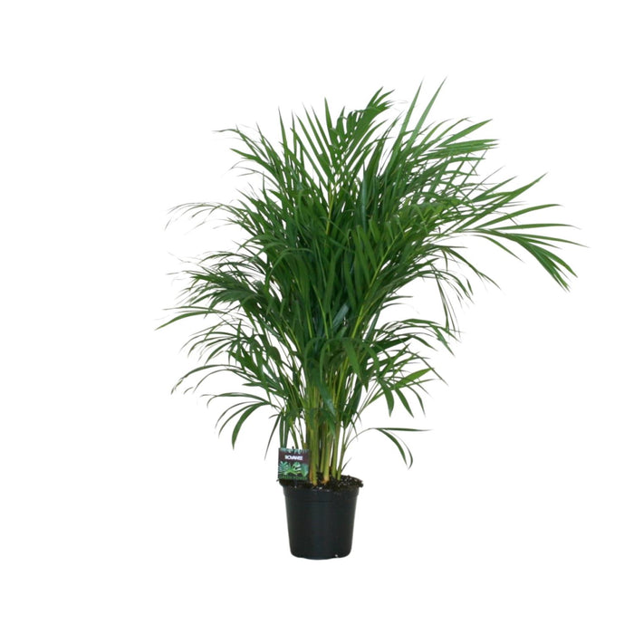 Dypsis lutescens - Ø19cm - ↕100cm