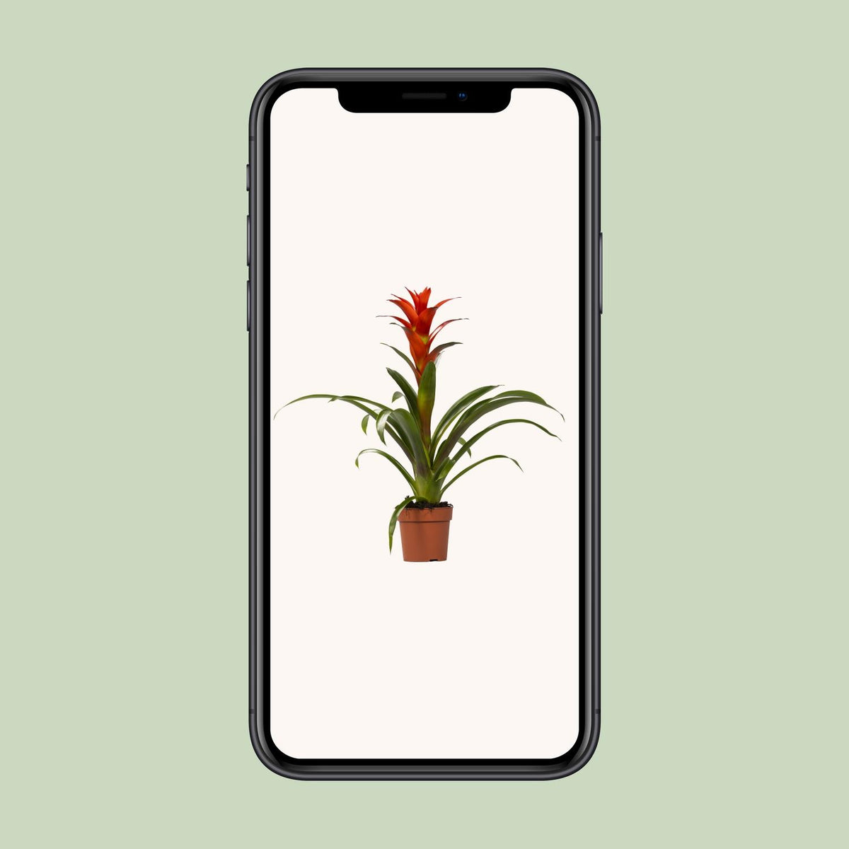 Guzmania 'Ostara' - Ø12cm - ↕45cm