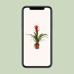 Load image into Gallery viewer, Guzmania 'Ostara' - Ø12cm - ↕45cm