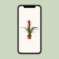Guzmania 'Ostara' - Ø12cm - ↕45cm