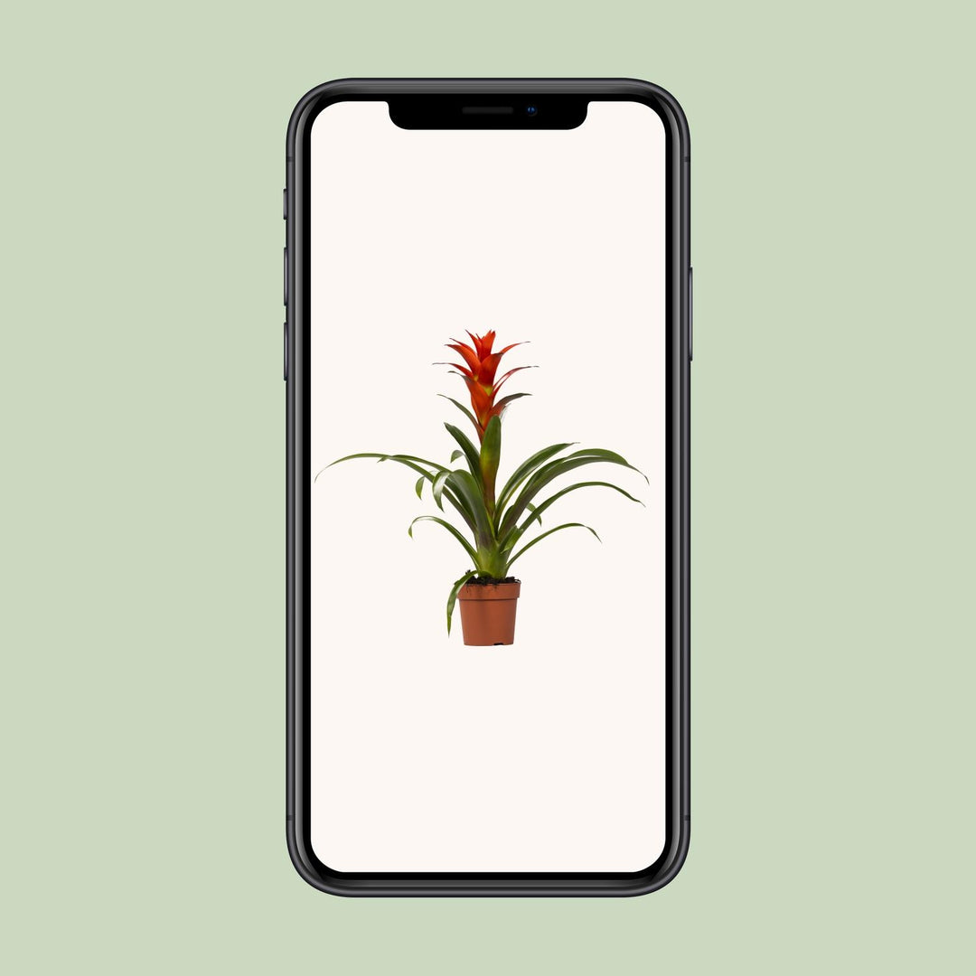 Guzmania 'Ostara' - Ø12cm - ↕45cm