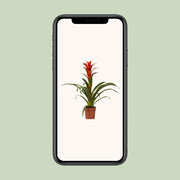 Guzmania 'Ostara' - Ø12cm - ↕45cm