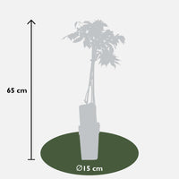 Wisteria floribunda 'Longissima Alba' - Pioggia bianca - Ø15cm - ↕65cm