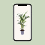 Carica l'immagine nel visualizzatore Galleria, Howea Forsteriana (Kentia) - Ø17cm - ↕75cm