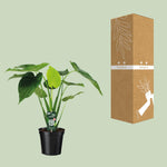 Load image into Gallery viewer, Alocasia cucullata (Elephant ear) - Ø19cm - ↕55cm