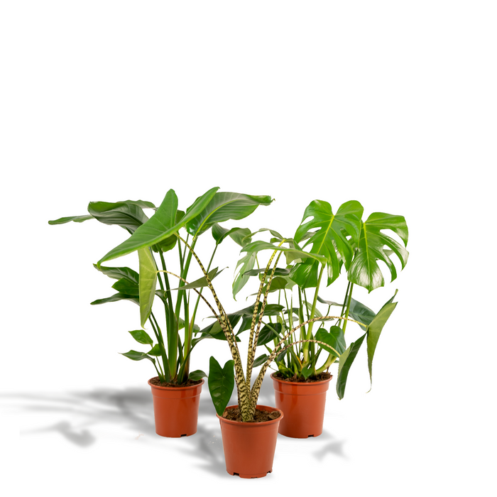 Tropical Trio - Monstera Deliciosa - Ø21cm - ↕75cm + Alocasia Zebrina - Ø19cm - ↕75cm + Strelitzia Nicolai - Ø19cm - ↕85cm