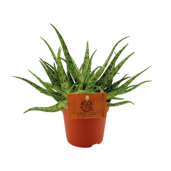 Aloe 'Spider' - Ø10,5cm - ↕15cm