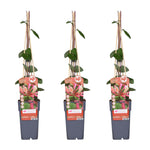 Load image into Gallery viewer, Lonicera periclymenum &#39;Belgica&#39; - 3 plants - ↨65cm - Ø15
