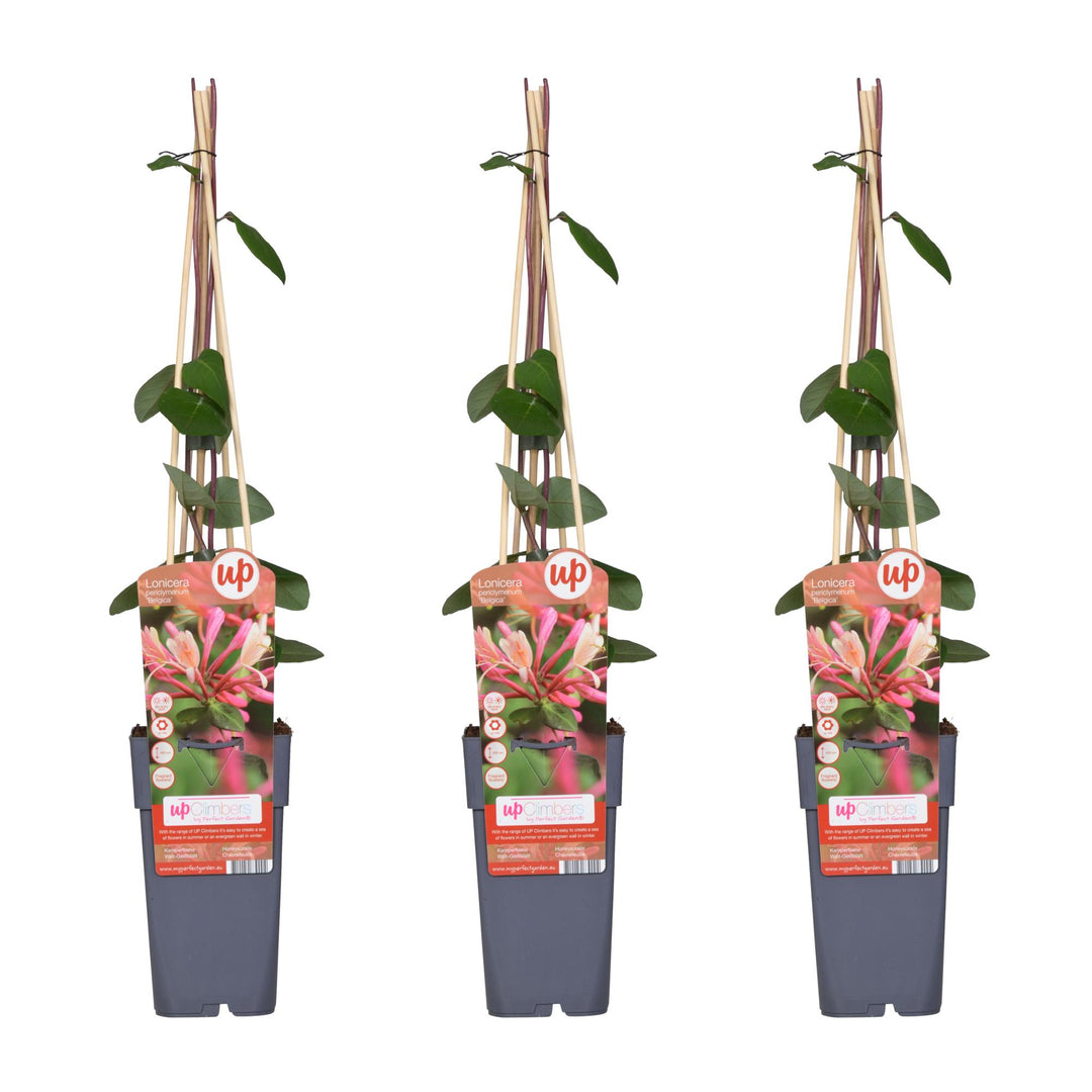 Lonicera periclymenum 'Belgica' - 3 plants - ↨65cm - Ø15