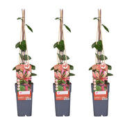 Lonicera periclymenum 'Belgica' - 3 plants - ↨65cm - Ø15