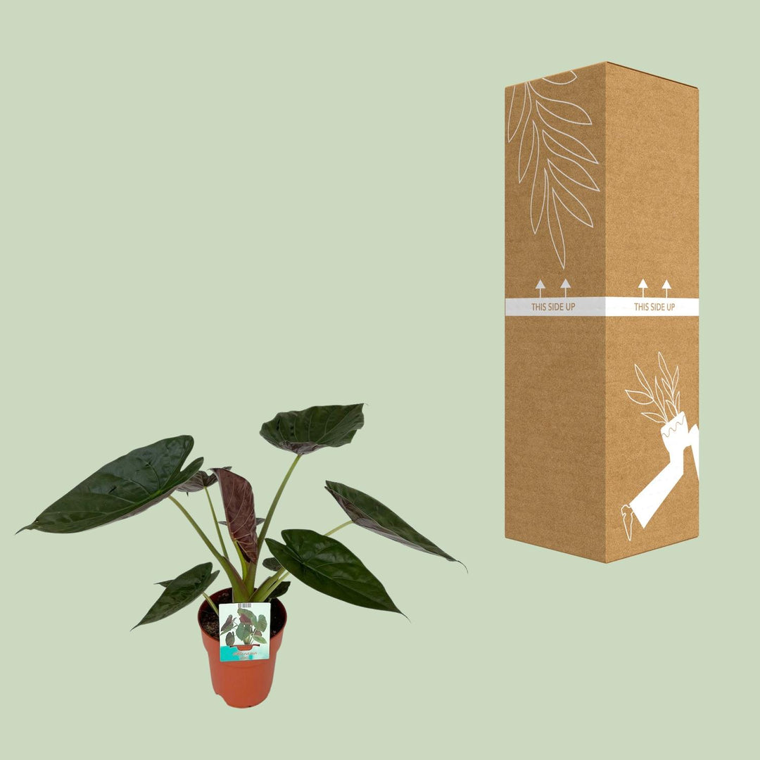 Alocasia wentii (Elephant Ear) - Ø19cm - ↕85cm