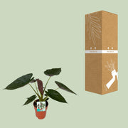 Alocasia wentii (Elephant Ear) - Ø19cm - ↕85cm