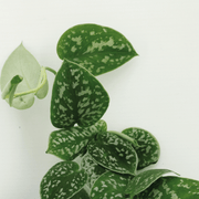 Scindapsus pictus - Epipremnum - 4 plants - ⌀12 - ↕15cm