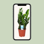 Load image into Gallery viewer, Zamioculcas zamiifolia - Ø17cm - ↕60cm