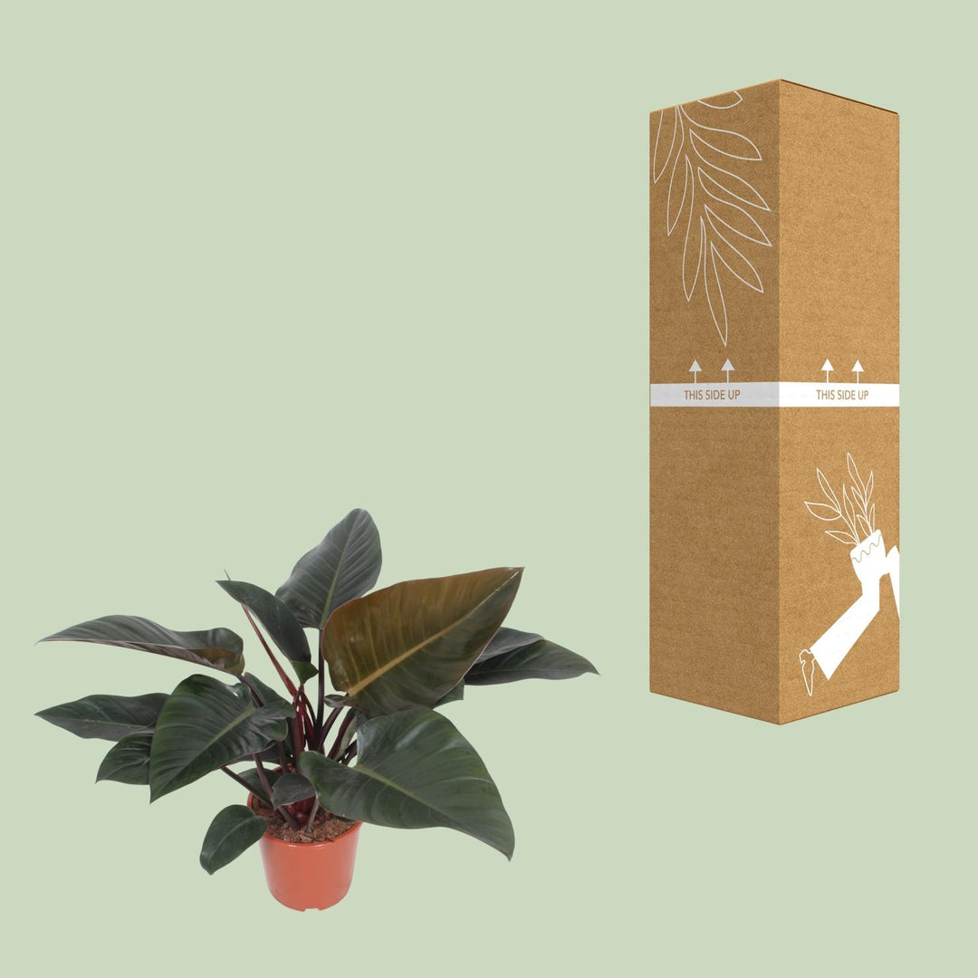 Philodendron erubescens 'Congo Red' - Ø27cm - ↕80cm