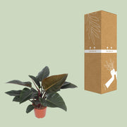 Philodendron erubescens 'Congo Red' - Ø27cm - ↕80cm