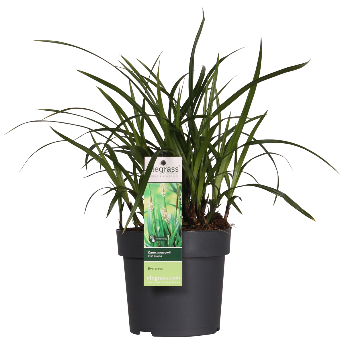Carex morrowii 'Irish Green' - 3 piante - Ø14 - ↨30cm
