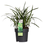 Load image into Gallery viewer, Carex morrowii &#39;Irish Green&#39; - 3 plants - Ø14 - ↨30cm
