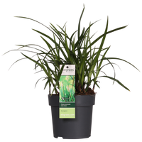Carex morrowii 'Irish Green' - 3 piante - Ø14 - ↨30cm