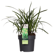 Carex morrowii 'Irish Green' - 3 plants - Ø14 - ↨30cm