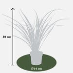 Load image into Gallery viewer, Phormium &#39;Rubra Nana&#39; - Ø14cm - ↕50cm
