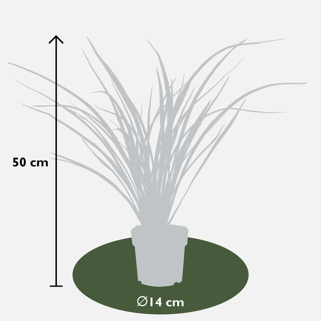 Phormium 'Rubra Nana' - Ø14cm - ↕50cm