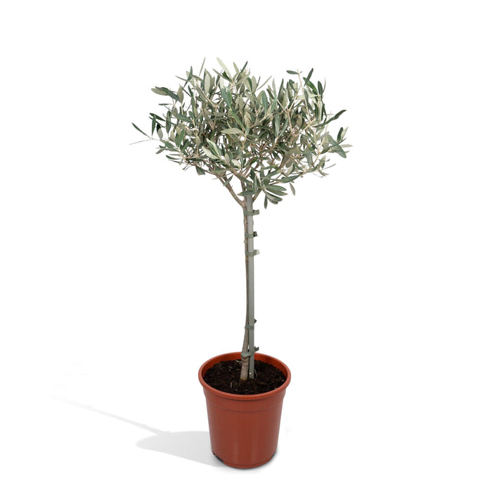 Olea europaea (Olive Tree) - Ø19cm - ↕90cm