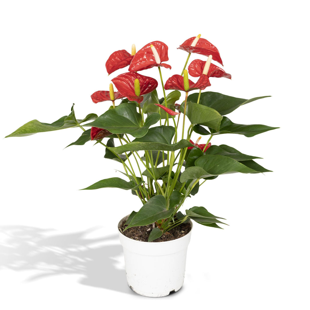 Anthurium andraeanum Red - Ø17cm - ↕55cm
