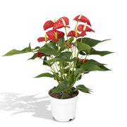 Anthurium andraeanum Red - Ø17cm - ↕55cm