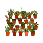 Succulent Mix - 20 plants - Ø5,5cm - ↕7cm