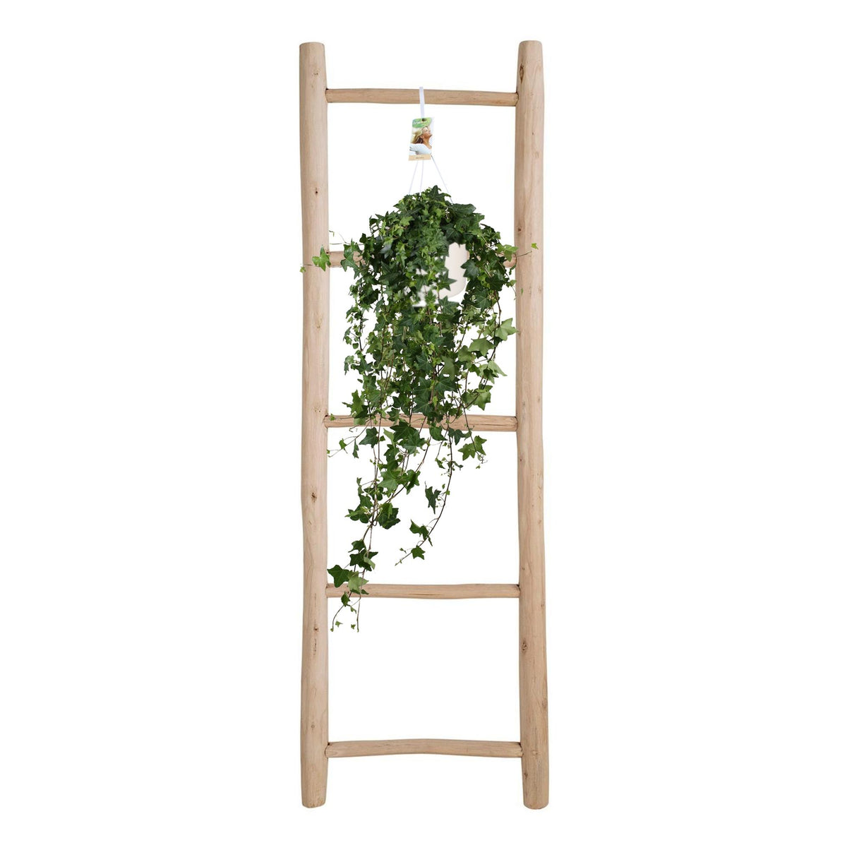 Hedera helix 'Pitsburg' - Ø17cm - ↕45cm