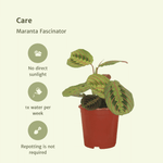 Load image into Gallery viewer, Maranta leuconeura 'Fascinator' (Arrowroot) - 2 plants - Ø12cm - ↕20cm