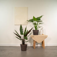 Duo tropicale da interno - Alocasia cucullata - Ø19cm - ↕60cm + Alocasia lauterbachiana - Ø19cm - ↕75cm