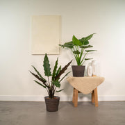 Tropical Indoor Duo - Alocasia cucullata - Ø19cm - ↕60cm + Alocasia lauterbachiana - Ø19cm - ↕75cm