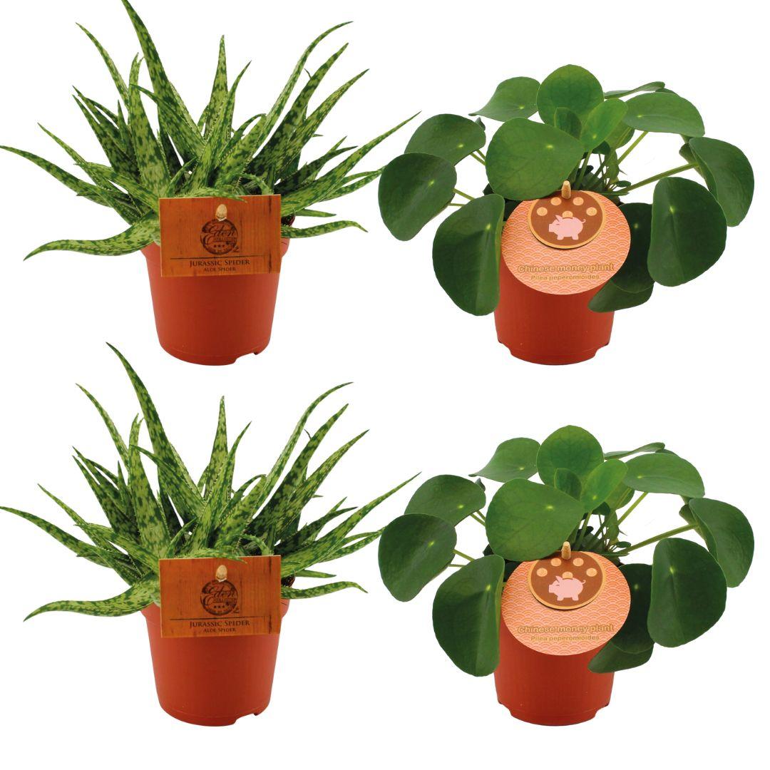 Set di 4 Piante - 2x Aloe 'Spider' + 2x Pilea peperomioides - Ø10.5cm - ↕10cm